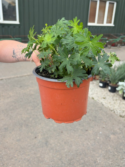 Geranium sang.Album 2 Litre Pot