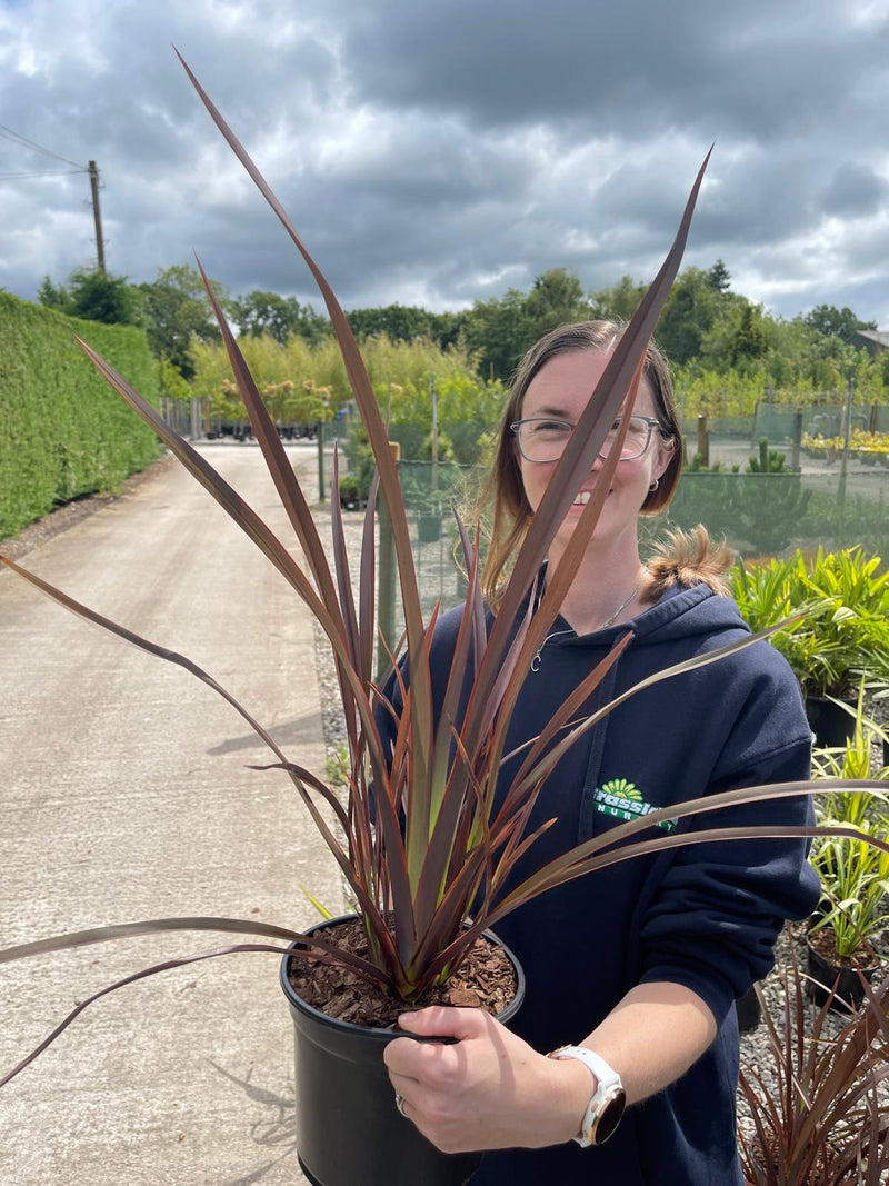 Phormium Tenax Bronze Baby 3 Litre Pot