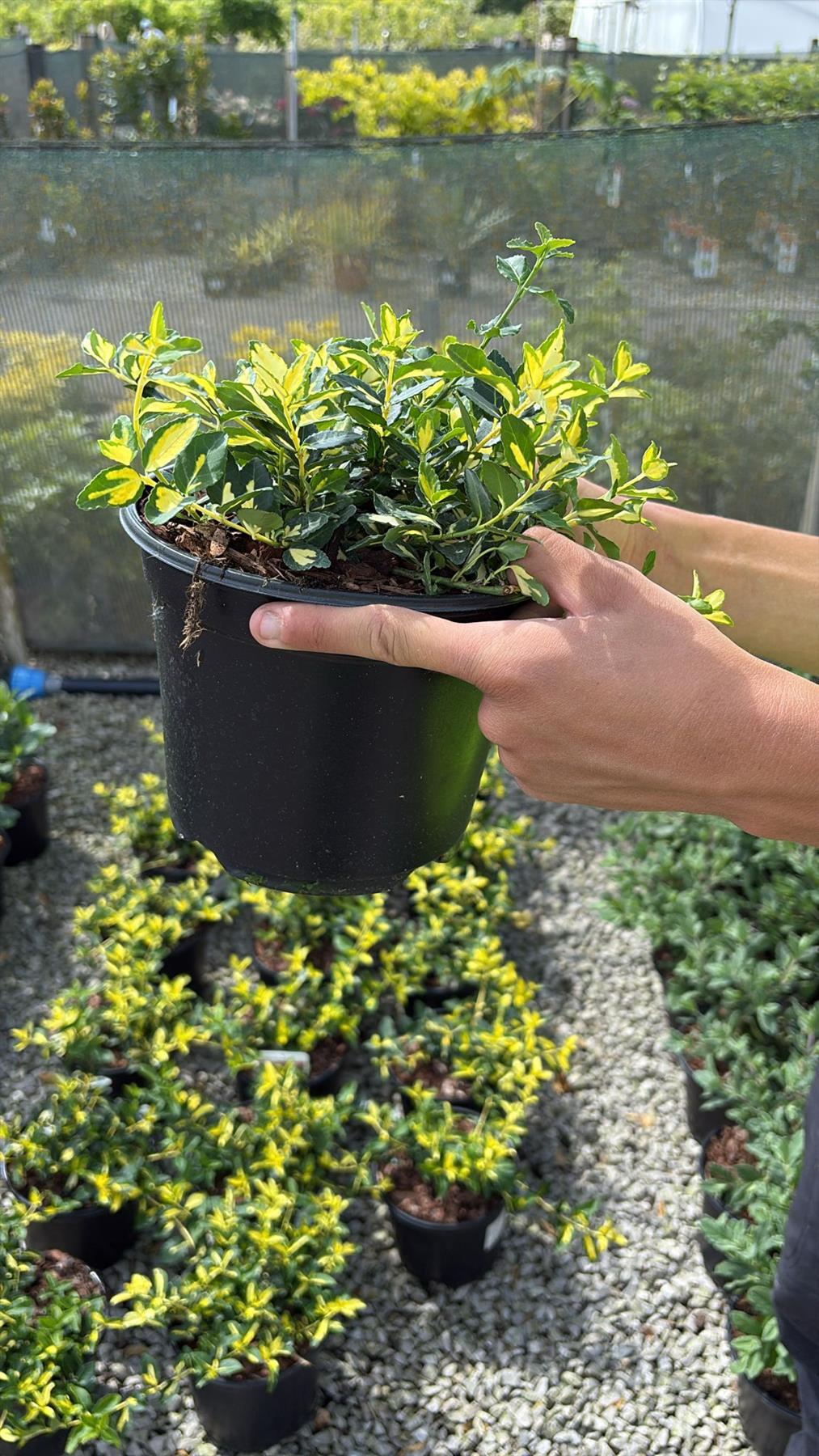Euonymus Fortunei Blondy 3 Litre Pot