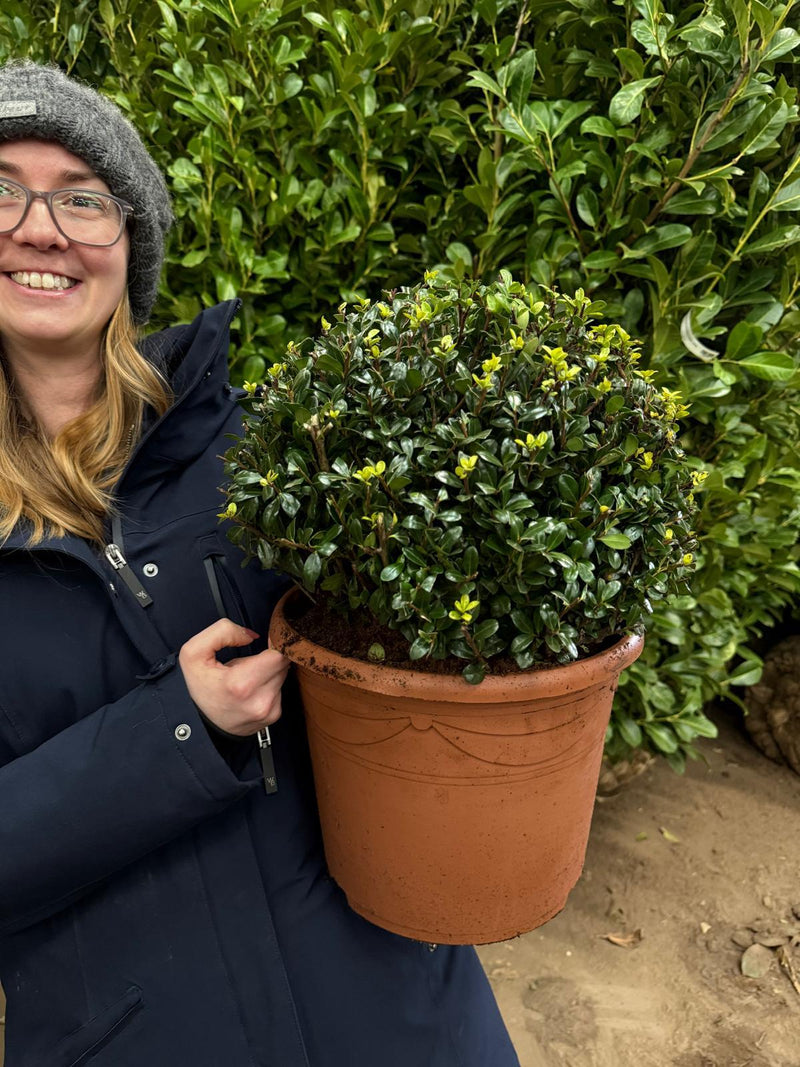 Ilex Crenata Caroline Ball 10 Litre Pot 35cm