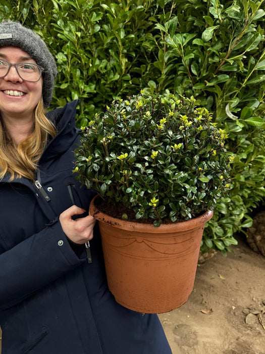 Ilex Crenata Caroline Ball 10 Litre Pot 35cm