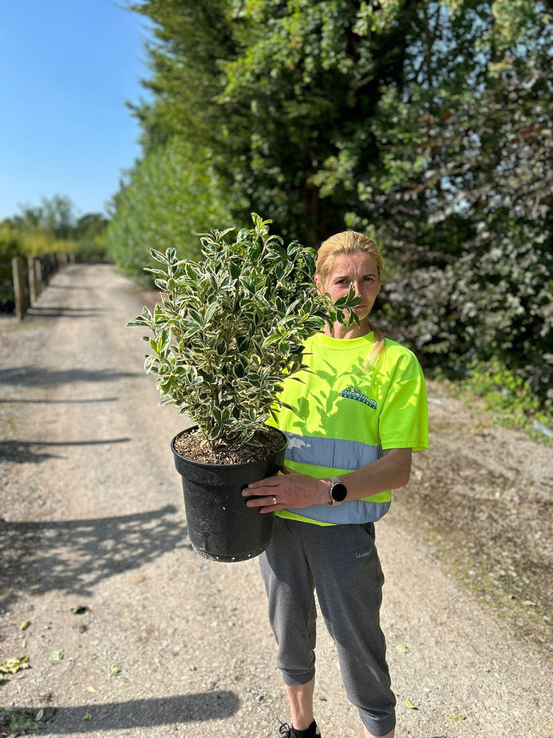 Euonymus Silver Swan 3 Litre