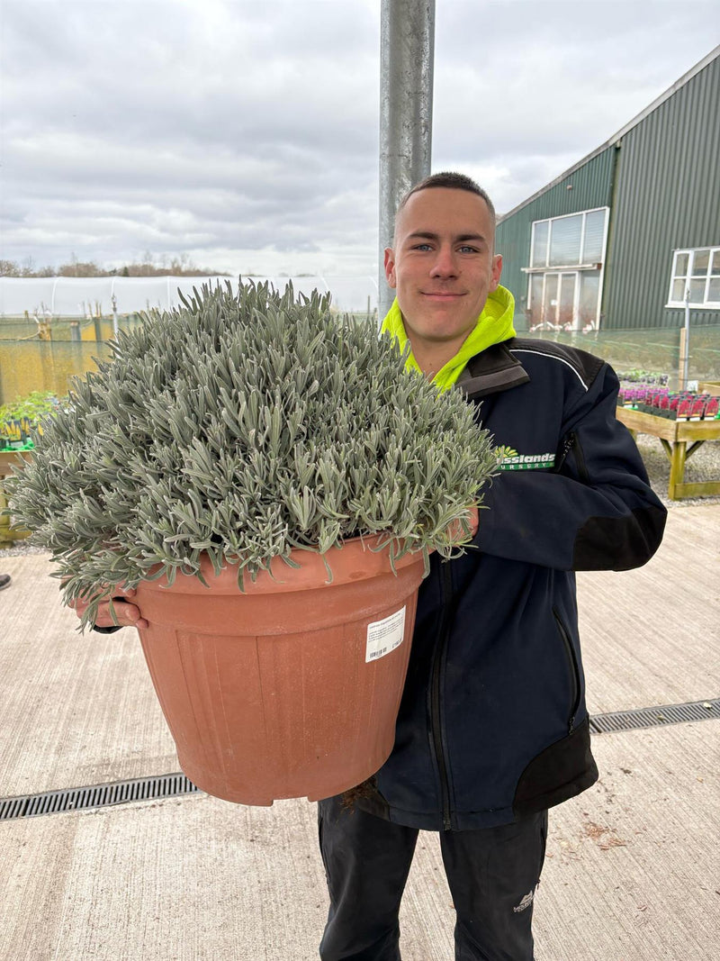 Lavender Angustifolia 45 Litre Pot