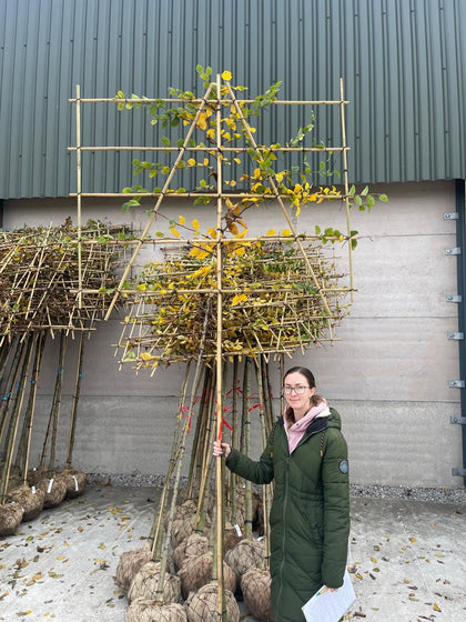 Carpinus Betulus Pleached 8/10cm G, 180cm Stem, 120cm H x 150cm W Frame