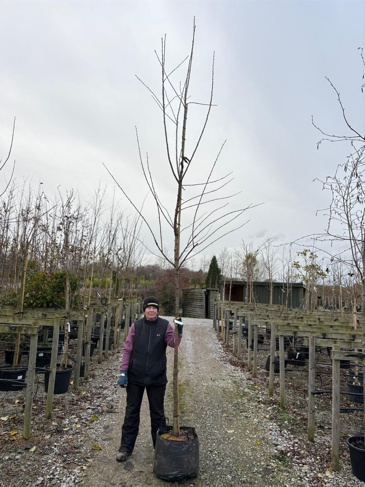 Cherry Sunburst 10/12cm Girth Pot Grown Delivery From November Onwards
