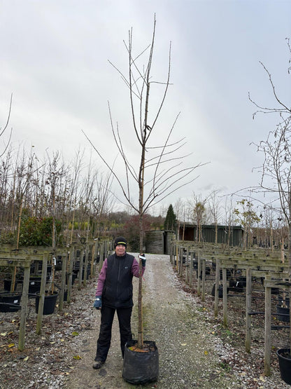 Cherry Sunburst 10/12cm Girth Pot Grown Delivery From November Onwards