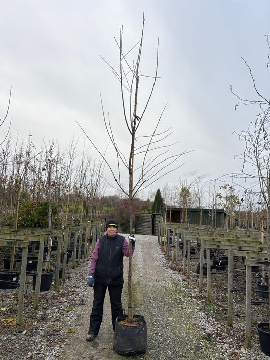 Cherry Sunburst 10/12cm Girth Pot Grown Delivery From November Onwards