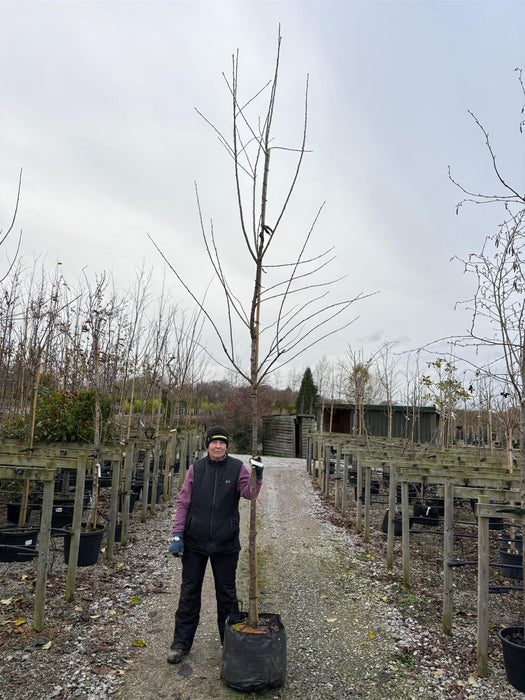 Cherry Sunburst 10/12cm Girth Pot Grown
