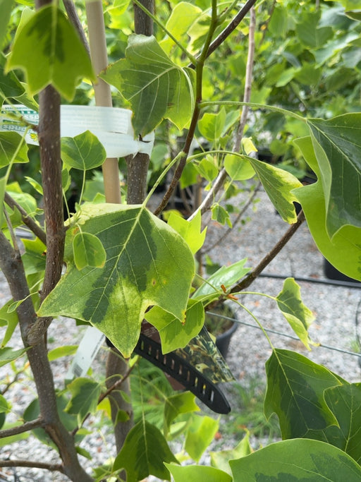 Liriodendron tulipifera Aureomarginatum 15 Litre Pot