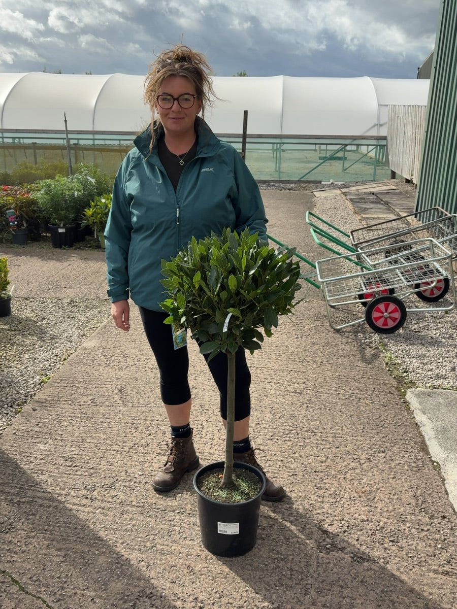 Laurus Nobilis 10 litre pot 1/4 Standard 50cm Stem 40-45cm Head