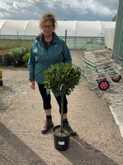 Laurus Nobilis 10 litre pot 1/4 Standard 50cm Stem 40-45cm Head