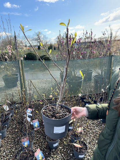 Magnolia Heaven Scent 4 Litre Pot  60/80cm