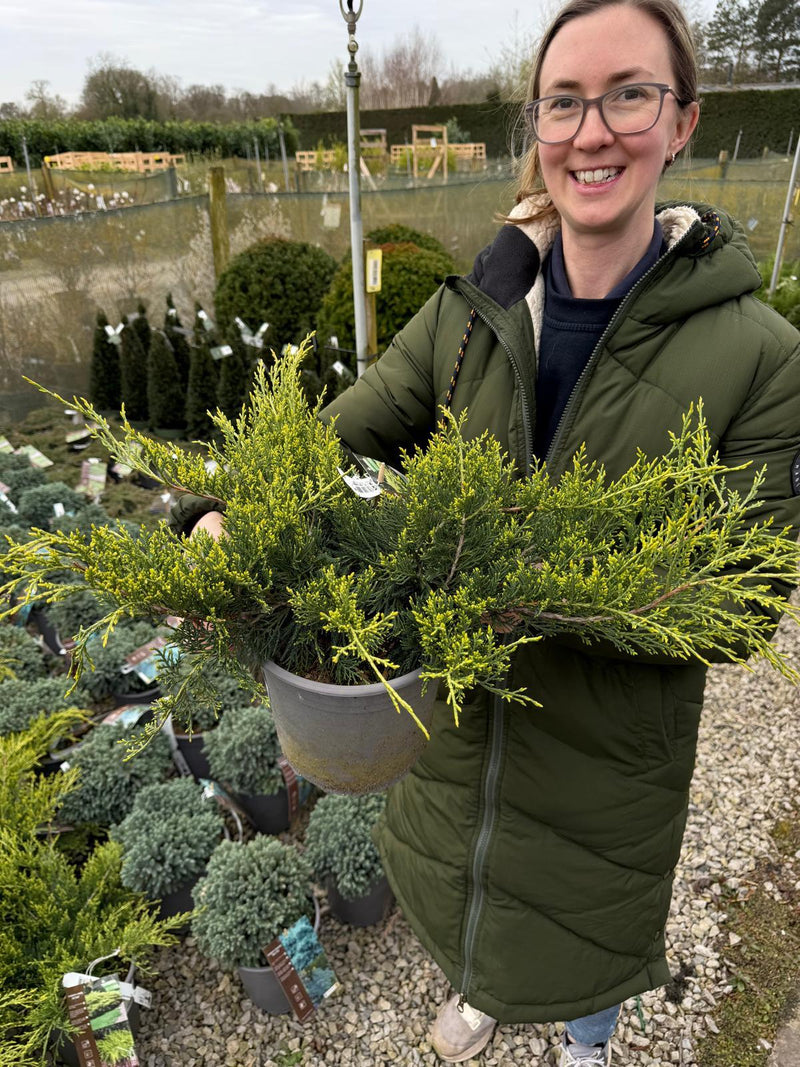 Juniperus Old Gold 4.5 Litre Pot