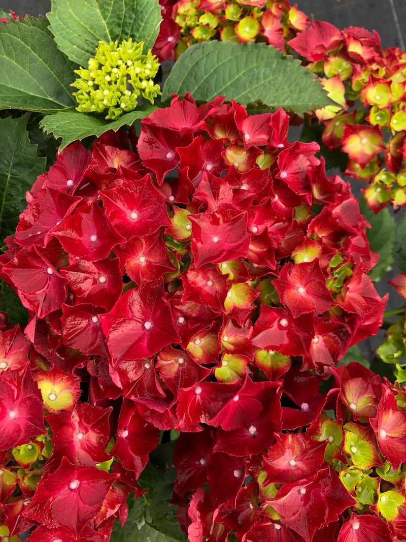 Hydrangea Mac Red Ball 3 Litre Pot
