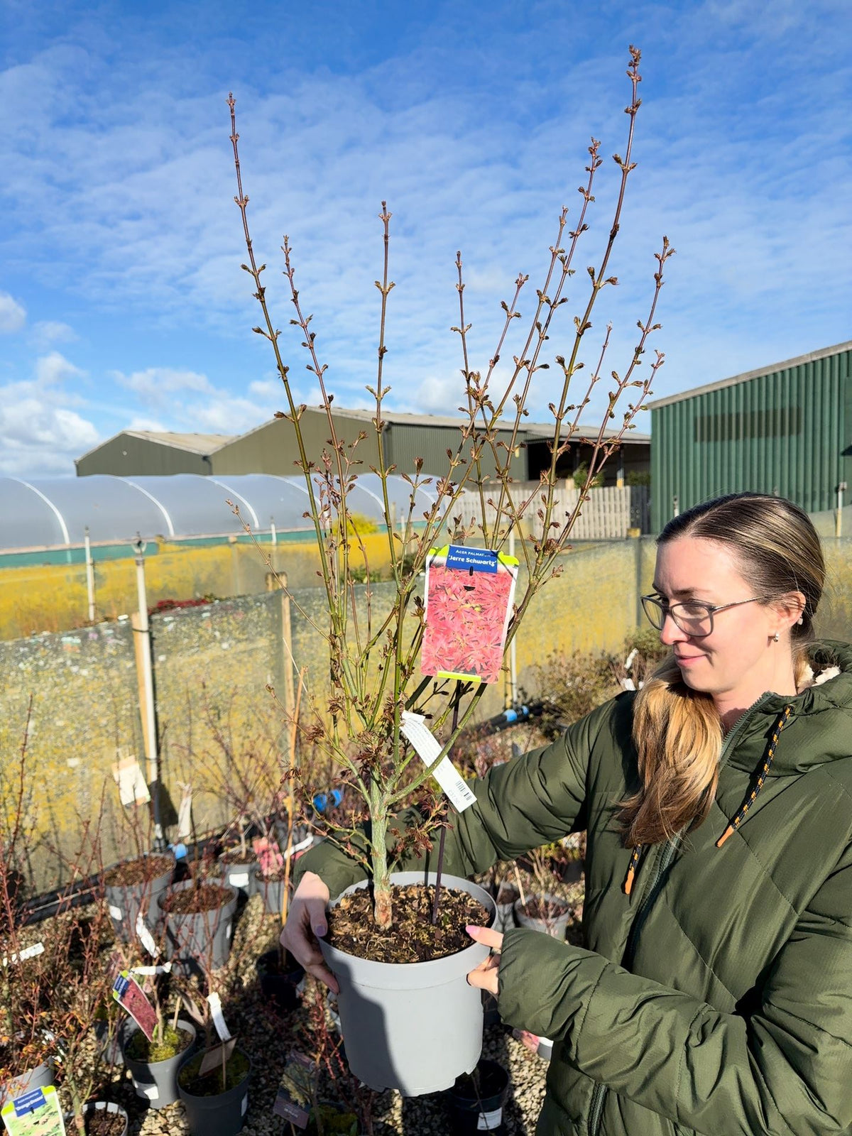 Acer Palmatum Jerre Schwartz 5 Litre Pot