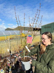 Acer Palmatum Jerre Schwartz 5 Litre Pot