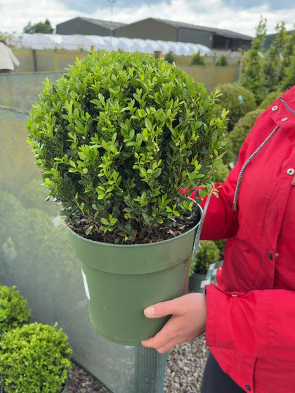 Ilex Crenata Jenny Ball 6 Litre Pot 32cm