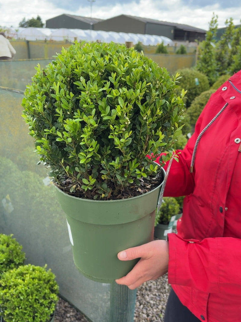 Ilex Crenata Jenny Ball 6 Litre Pot 32cm