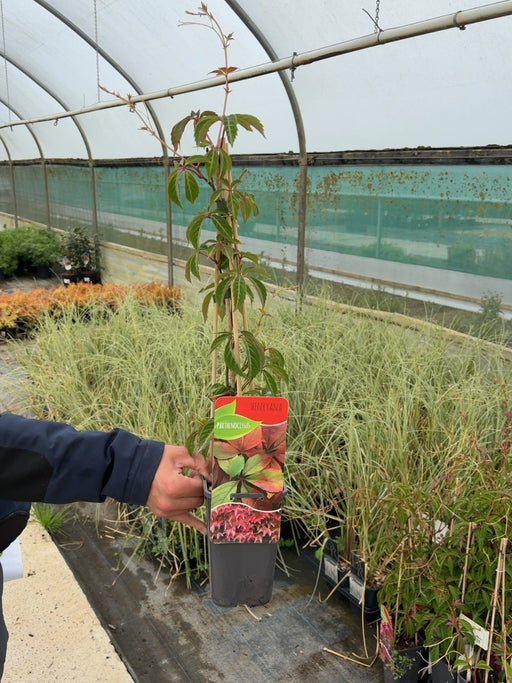 Parthenocissuss Henryana 1.5 Litre Pot