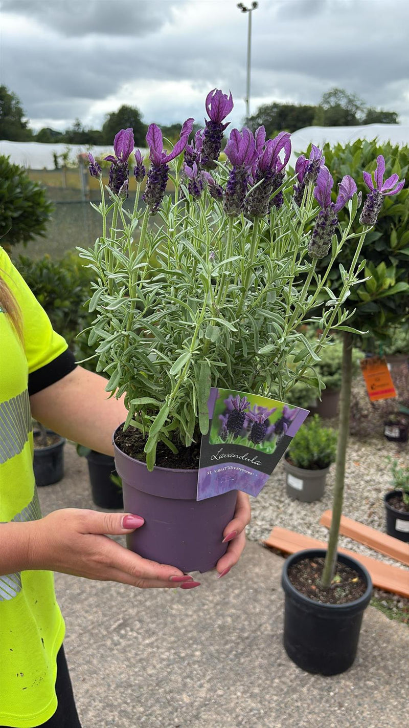 Lavender Stoechas Great Adventure 2 Litre Pot