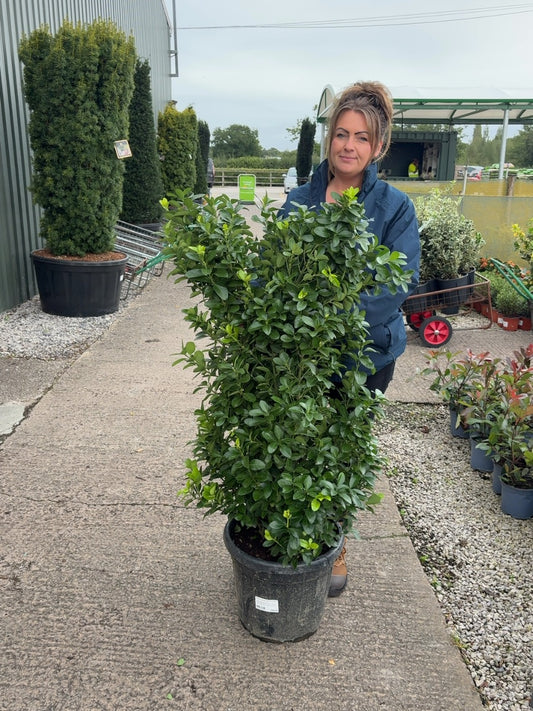 Euonymus japonicus 30 Litre 125-130cm