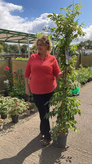 Wisteria Sinensis 10 Litre Pot 175/200cm