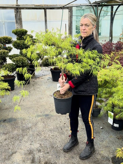 Acer palmatum Dissectum 6 Litre Pot