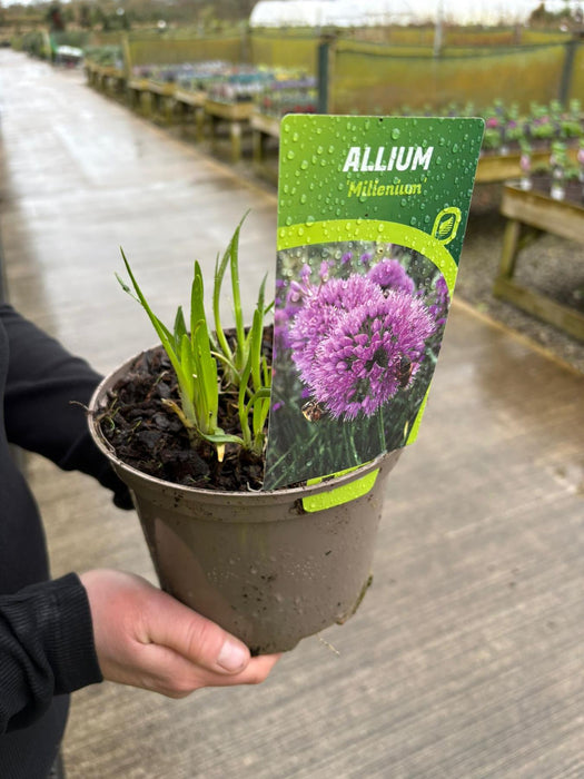 Allium Millenium 2 Litre Pot