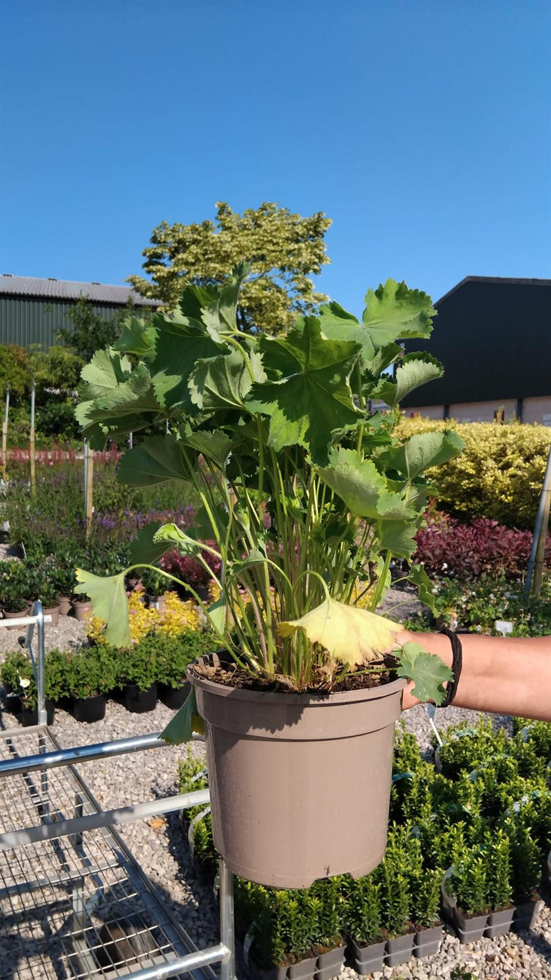 Alchemilla Mollis 2 Litre Pot