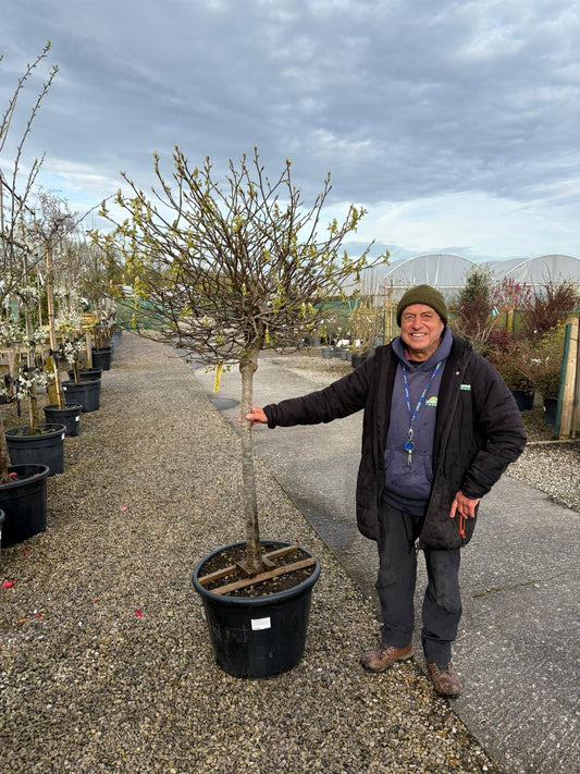 Liquidambar Gumball Half Standard 25 Litre Pot  1 Metre Head