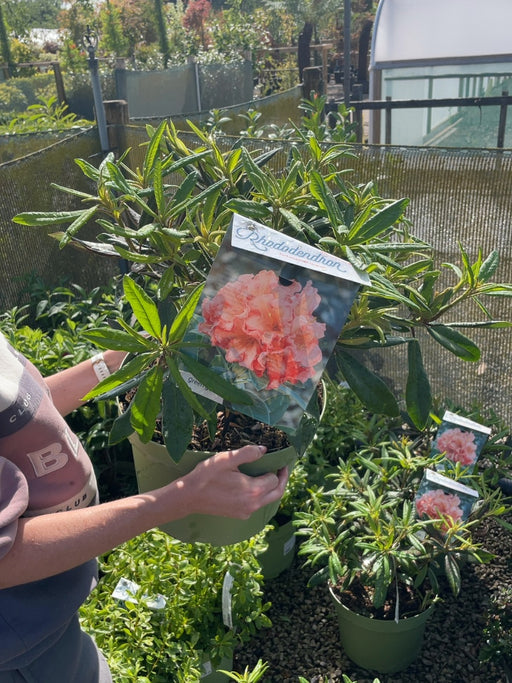 Rhododendron Hybrid Tortoise Orange 10 Litre Pot