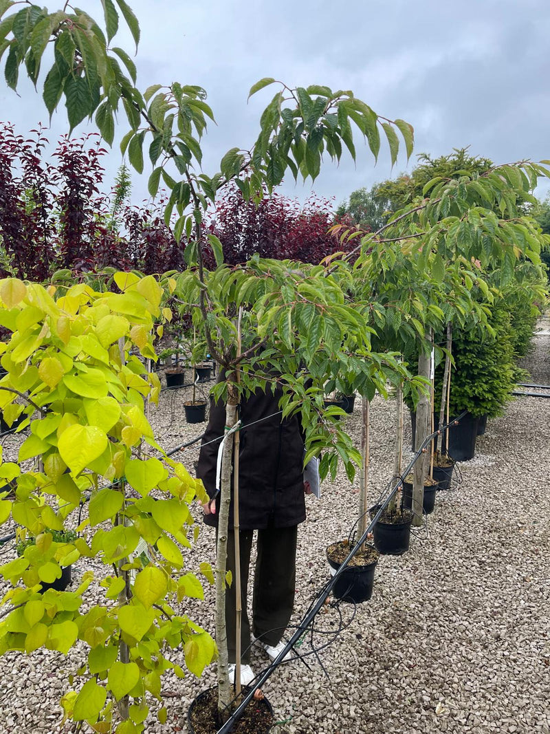 Prunus kurliensis Ruby 10 Litre Pot