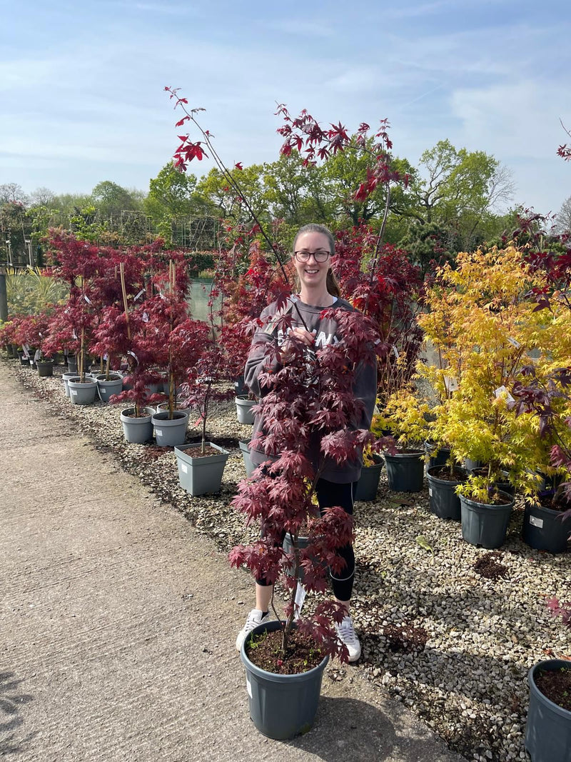 Acer Palmatum Bloodgood 15 Litre Pot