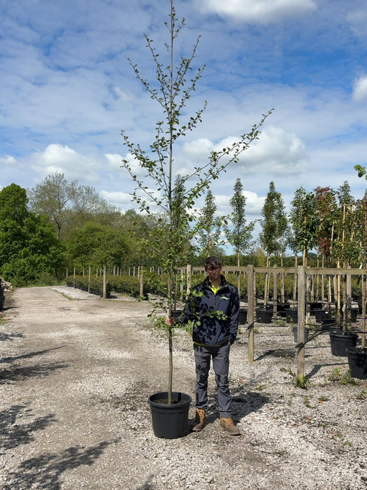 Alnus Glutinosa 8-10 Girth Heavy Std Tree More Ready June