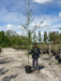 Alnus Glutinosa 8-10 Girth Heavy Std Tree More Ready June