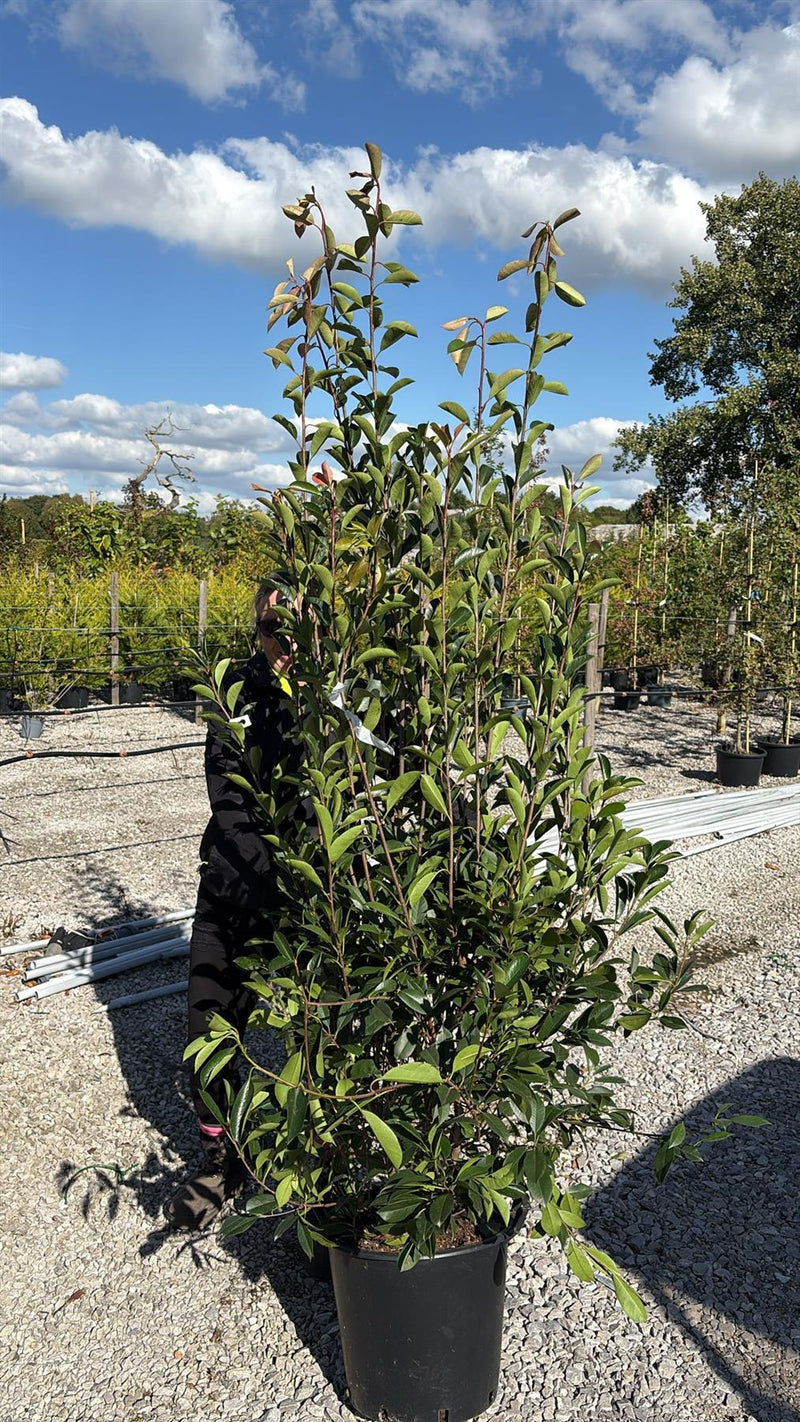 Photinia Red Robin 30 Litre Pot 150-175 cm