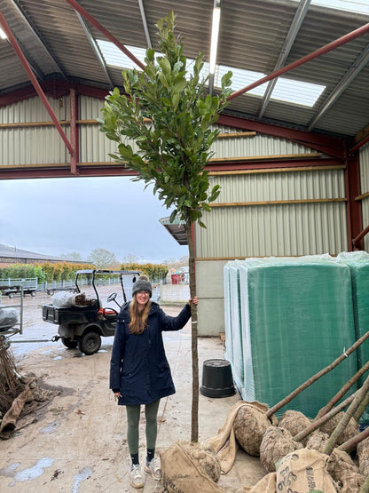 Prunus laur. Novita Full Standard 12-14cm Girth Root Ball Delivery November Onwards