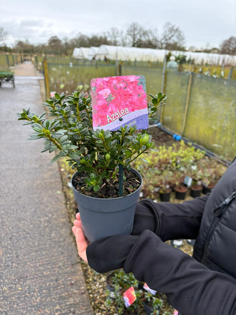 Azalea Japonica Anouk 1.5 Litre Pot — Grasslands Nursery