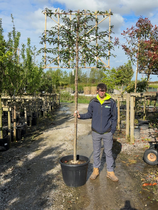Prunus lusitanica Brenelia Pleached 12/14cm Girth 180cm Stem 120Wx100T Pre Order/Ready For June