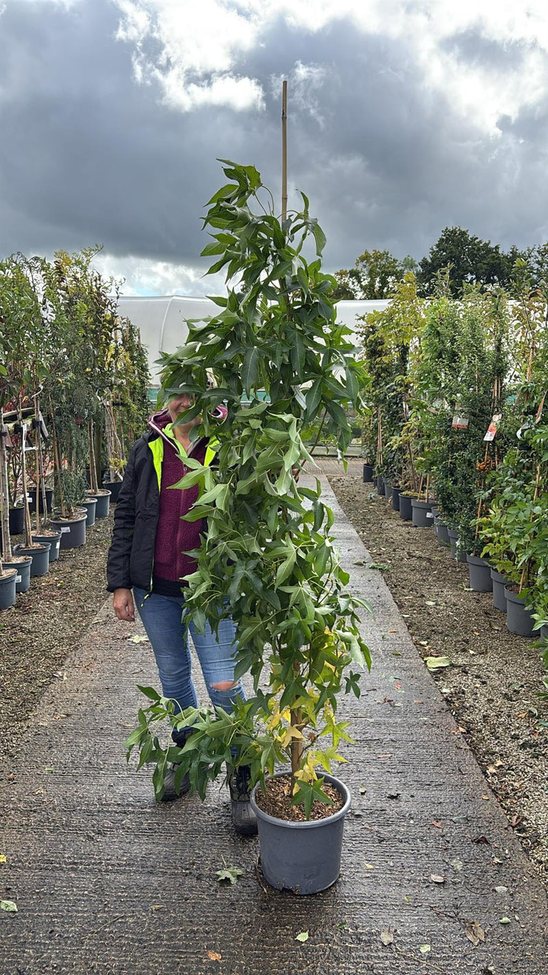 Liquidambar sty. Slender Silhouette 30 Litre Pot