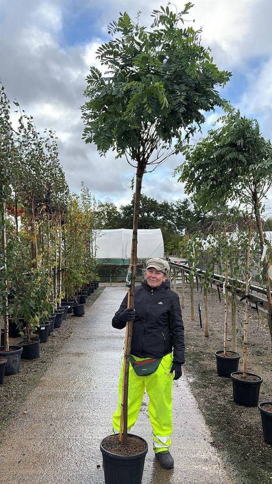 Robinia Umbraculifera 20 Litre Pot 200cm Stem