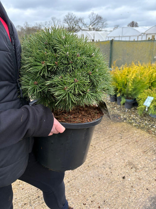 Pinus Mugo Benjamin 12 Litre Pot