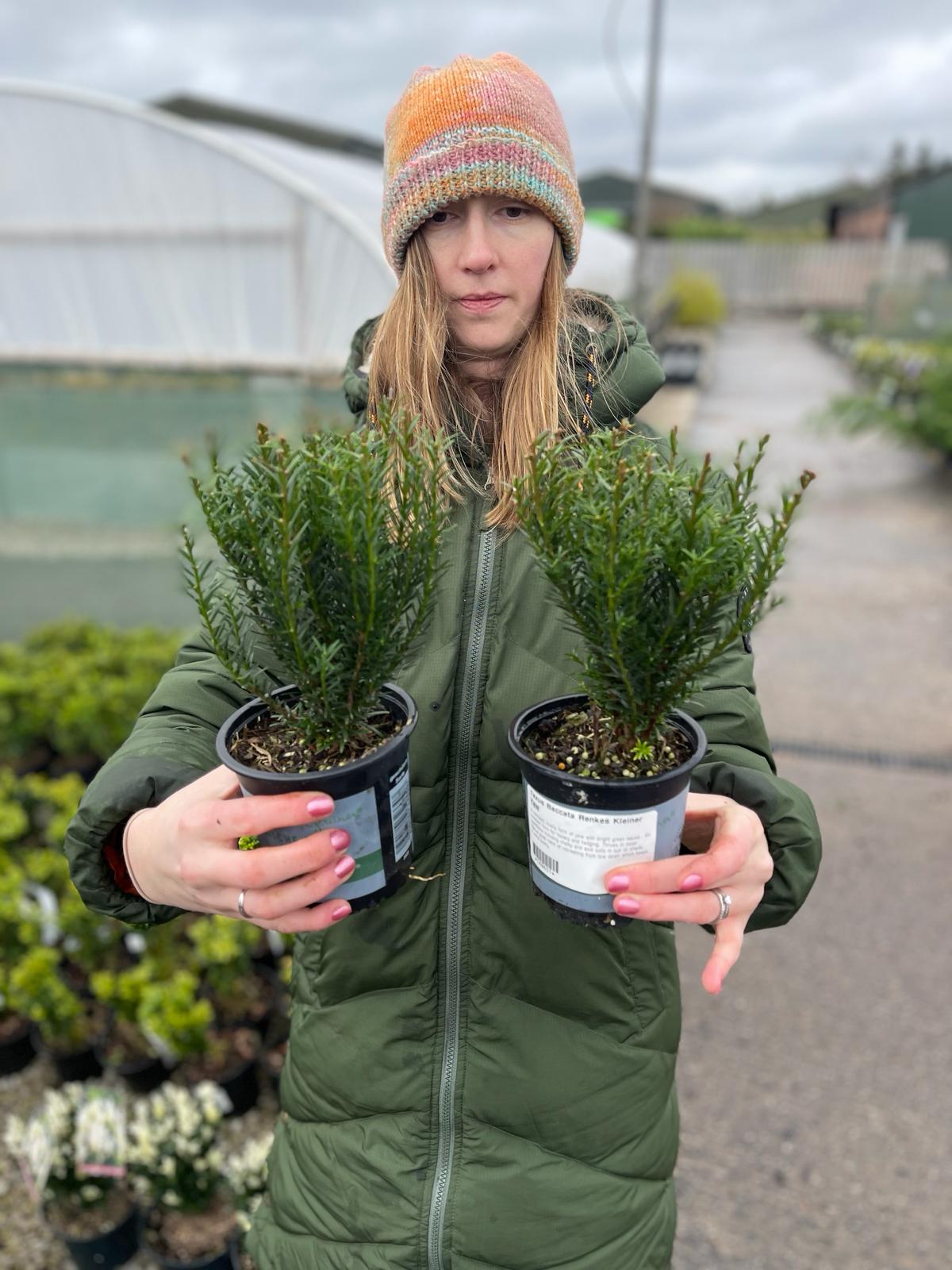 taxus renkes Yew or Taxus Renkes Kleiner 0.5 Litre Pot — Grasslands Nursery