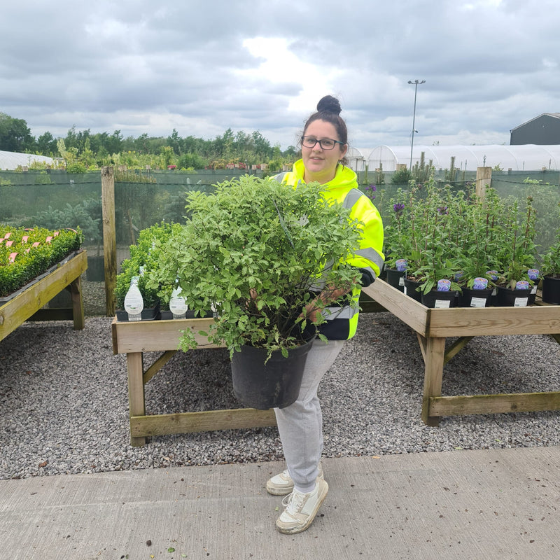 Pittosporum Tenuifolium Emerald Dome  15 Litre Pot