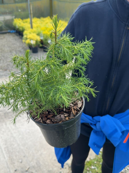 Cryptomeria japonica 'Elegans Viridis' - Japanese Cedar 3 Litre Pot