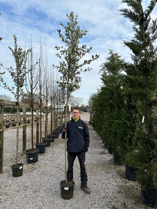 Quercus Ilex Full Standard 6-8cm Girth 20 Litre Pot