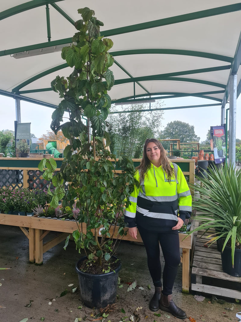 Davidia Involucrata 50 Litre Pot 220/240cm
