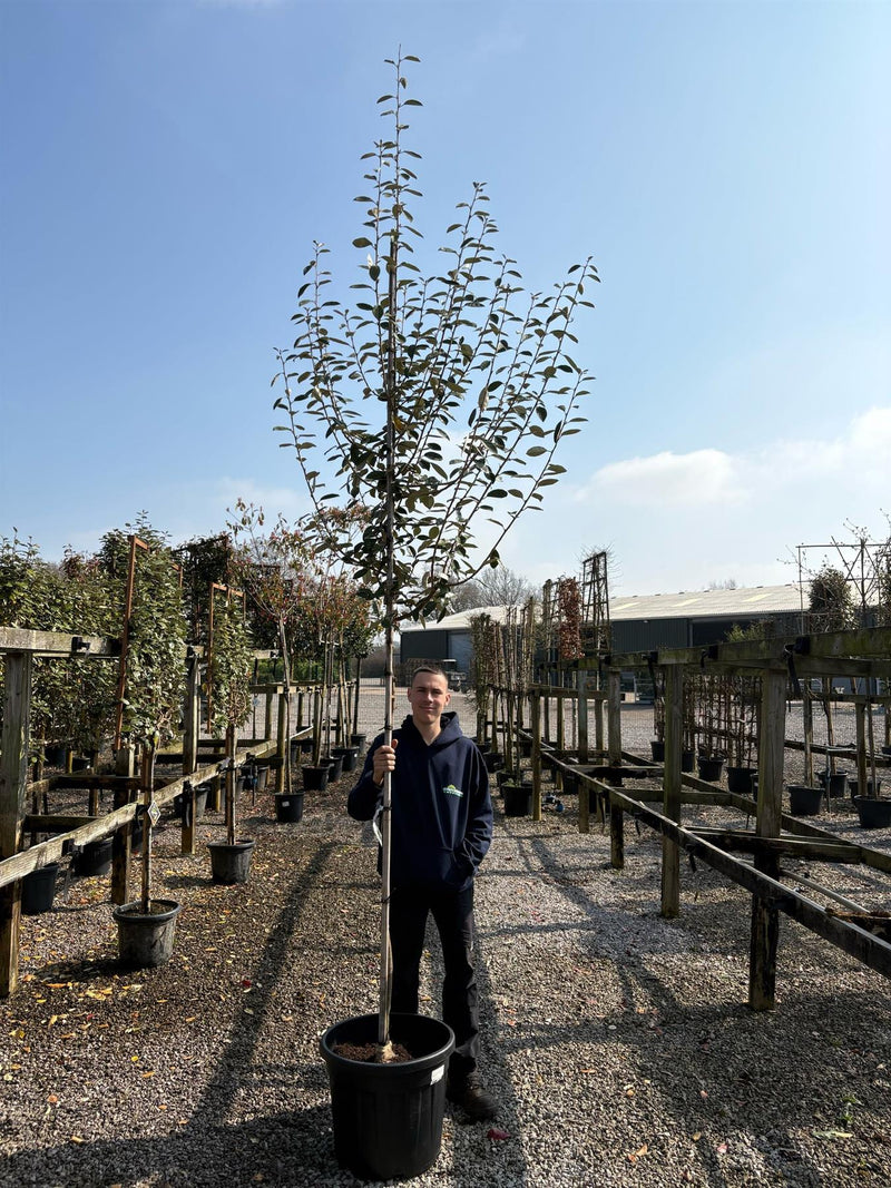Elaeagnus Ebbingei 160cm Standard 8/10cm Girth Tall head above.