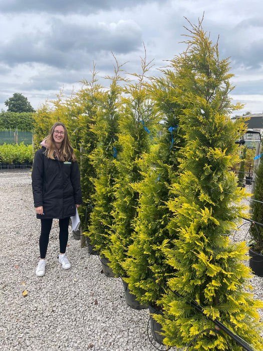 Leylandii Gold Rider 25 Litre Pot 200cm