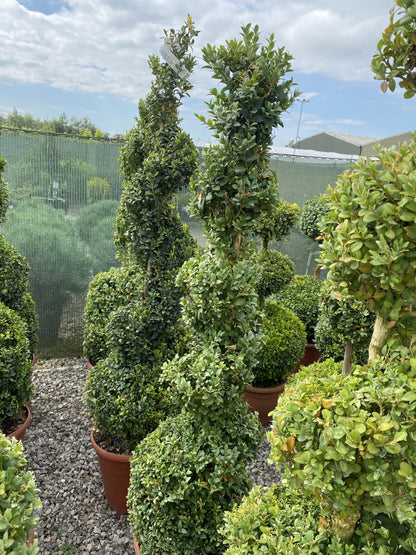 Buxus Spiral 110/120cm